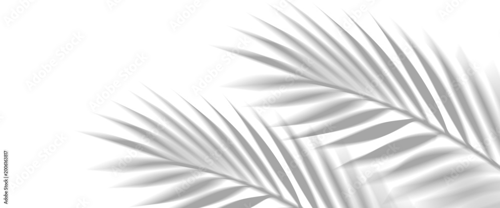 Obraz premium Overlay shadow effect of realistic tropical palm leaves on transparent background. Black and white coconut leaf blur shadow overlay summer decorative element design. Vector illustration.