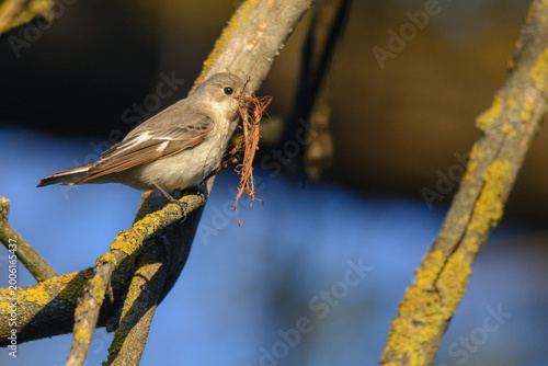 Obraz na płótnie flycatcher perched on the branch