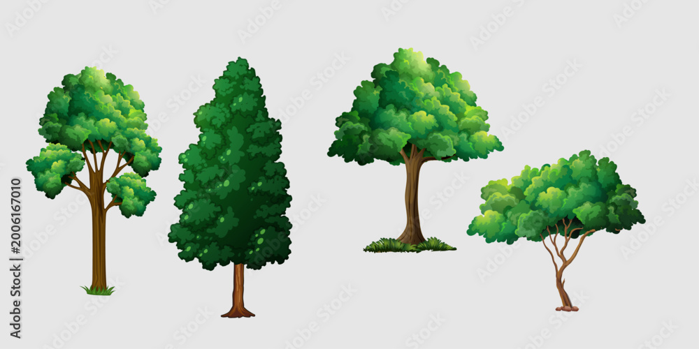 Fototapeta premium Tree isolated on white background. Green leaves with branches 