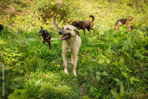 Tableau sur toile Two stray dogs of different colors standing together in lush green forest cleari