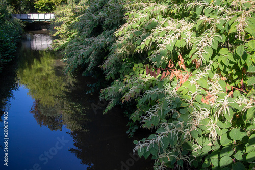 Japanese knotweed in flower over a river - Reynoutria japonica - Fallopia japonica - Polygonum cuspidatum