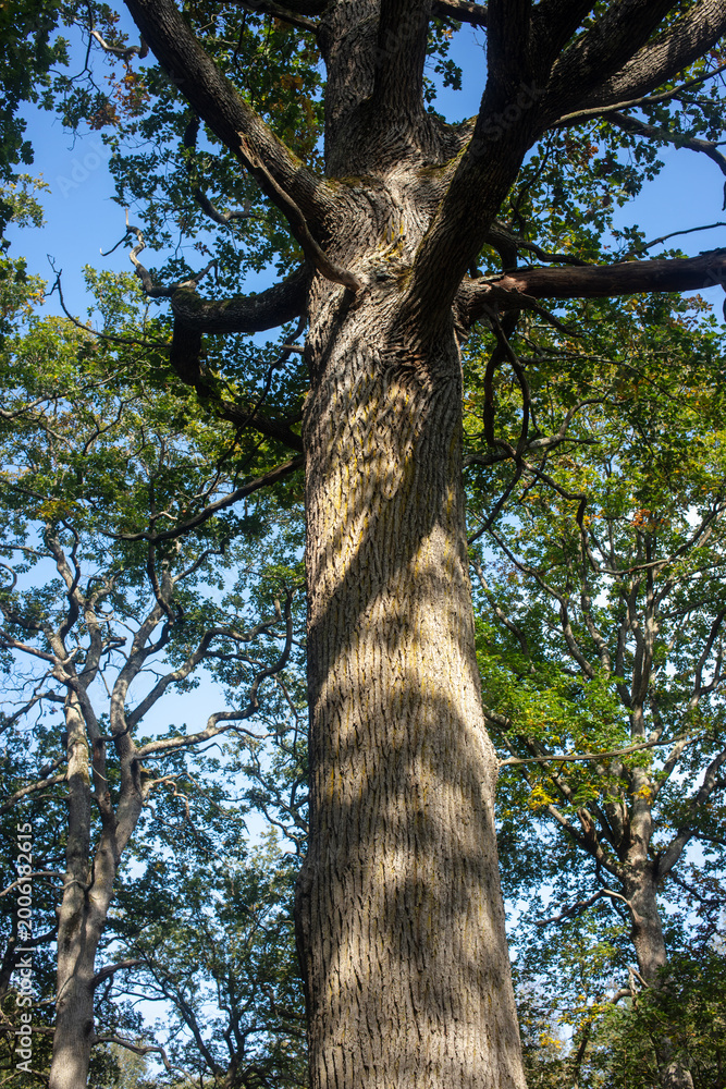 Fototapeta premium Forest