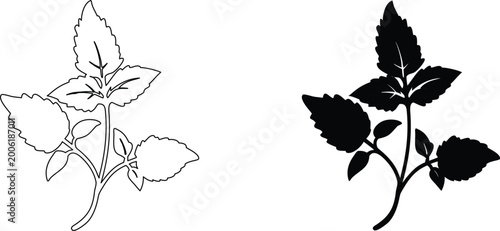 Black silhouette and outline drawing of lemon balm plant on transparent background.