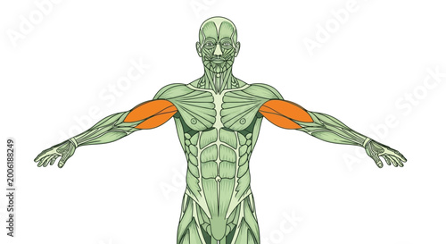 Εκτύπωση καμβά Anatomical illustration depicting the human muscular system specifically highlig