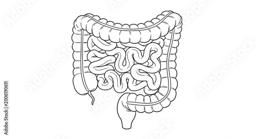 Tableau sur toile Detailed anatomical illustration of the human large intestine showcasing its com