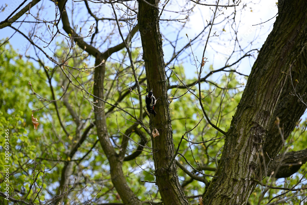 Fototapeta premium Woodpecker climbing up tree. Spotted woodpecker searching for food in oak tree.