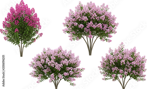 Pink Crape Myrtle flowering shrub vector collection with magenta blossoms and green leaves isolated on white background set