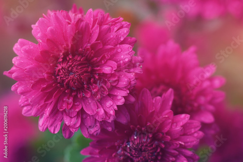 The purple chrysanthemum flowers with a dreamy lighting and selective focus. 