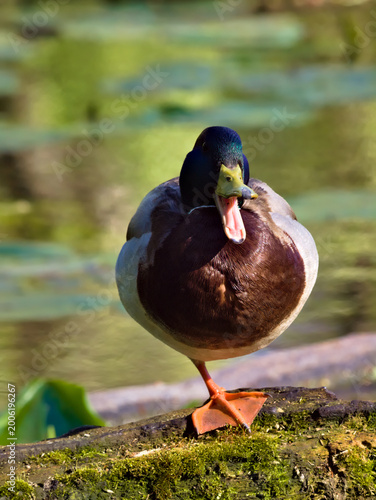 duck on one leg