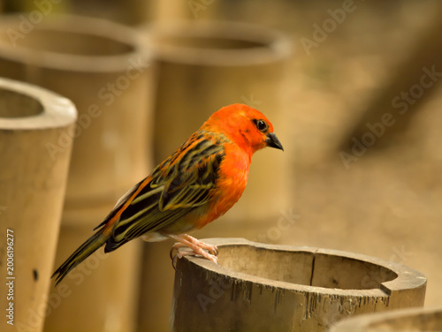 orange small bird