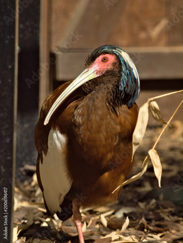 madagascar ibis