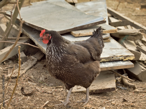 chicken on the farm