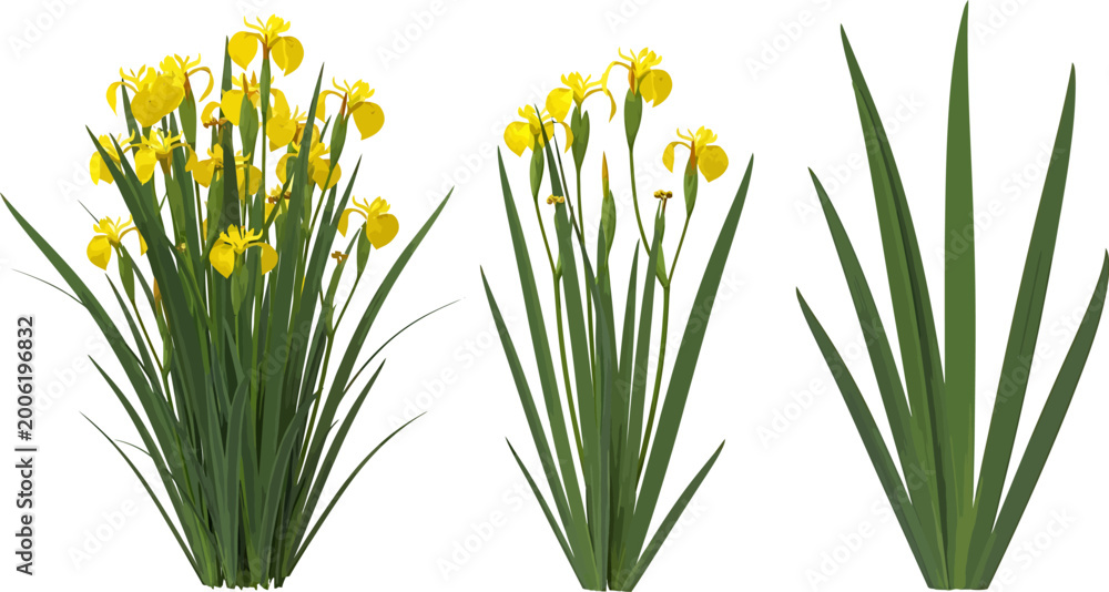 Fototapeta premium Yellow iris flower plant set realistic vector illustration isolated on white background with green leaves and blooming petals digital graphic