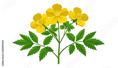 A sprig of yellow flowers with green serrated leaves on white