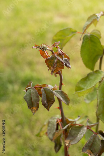 Rose plant with dark damaged leaves outdoors, plant disease or stress concept, gardening problem, nature detail.