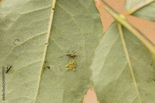 Leaf with clusters of insects and eggs outdoors, pest infestation concept, plant disease, nature macro detail. Thrips and aphids on rose leaves.