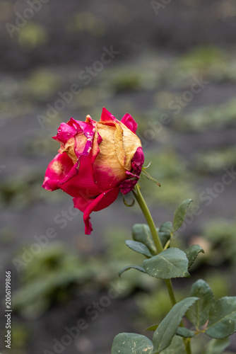 Rose flower affected by gray mold disease in garden outdoors, plant infection and decay concept, gardening problem, plant care issue