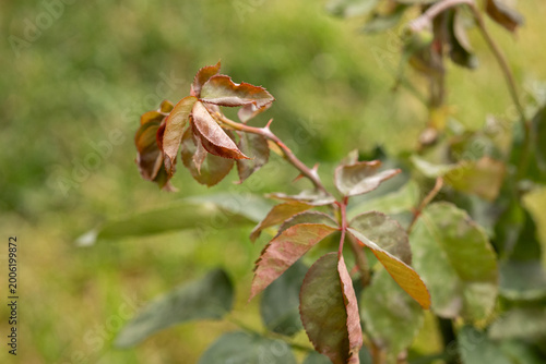 Rose plant with damaged leaves in garden outdoors, plant disease concept, gardening problem, plant care issue. Rose disease concept