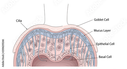 Bild auf Leinwand Detailed Diagram of Respiratory Epithelium with Cilia and Goblet Cells