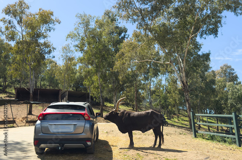 Fotografía Bull bison in standoff with vehicle.