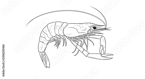 Tableau sur toile A detailed line drawing depicts a shrimp with long antennae and segmented body s