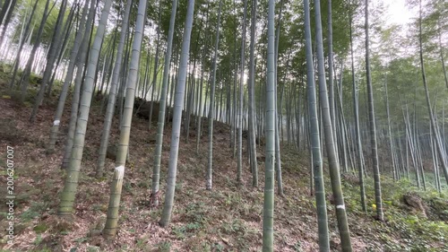 4K Bamboo Forest Hillside Nature Background