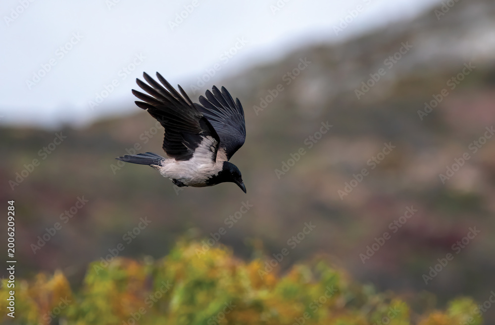 Obraz premium Hooded Crow (Corvus corone cornix) flying