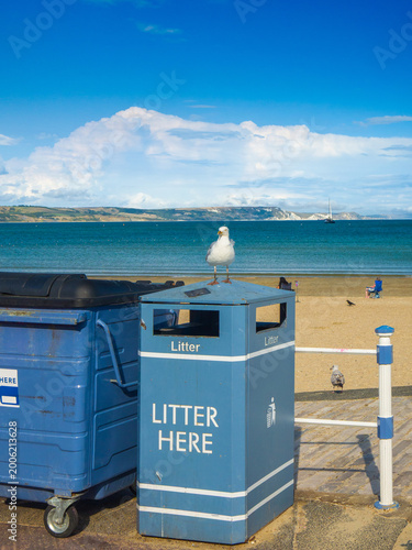 A herring gull standing on a blue litter bin watching for food on a sandy beach under a summer sky  (Weymouth, England, United Kingdom)