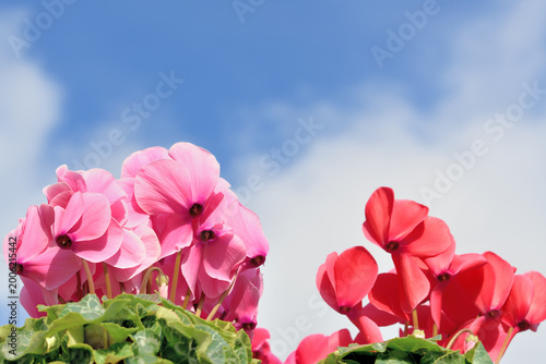 青空の下のピンクのシクラメンの花
