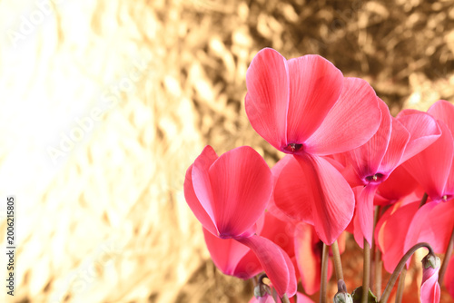 金色バックの濃いピンクのシクラメンの花のアップ
