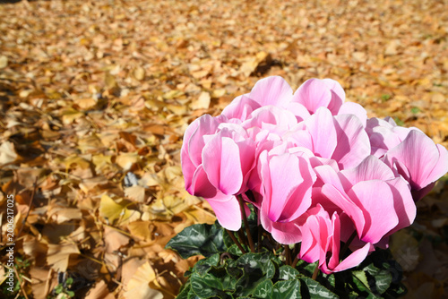 イチョウの落葉をバックにシクラメンの花
