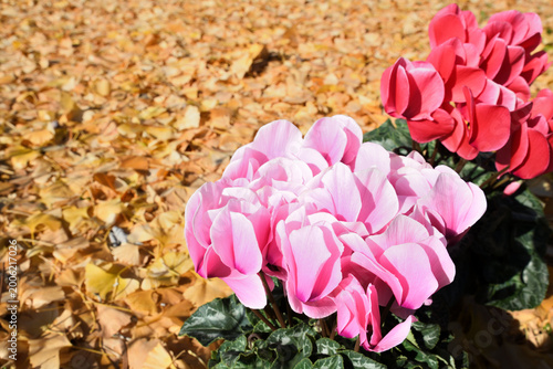 イチョウの落葉をバックにシクラメンの花
