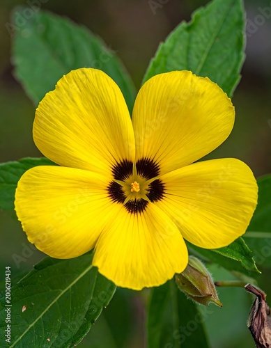 A vibrant yellow flower with dark center and green leaves