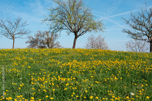 yellow flower field with tree