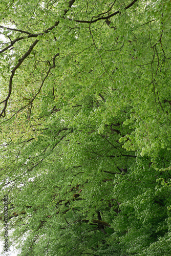 green tree leaves and bark