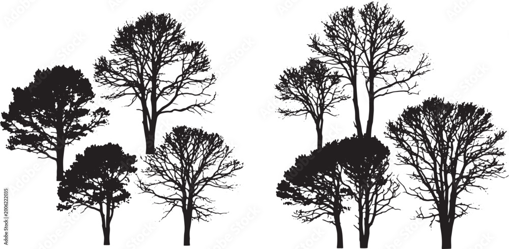 Fototapeta premium Silhouette of Trees in Monochrome: A stark monochrome composition captures the elegant silhouette of various trees.