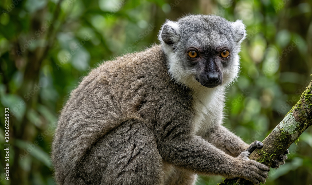 Fototapeta premium Gray-headed lemur sitting on a tree branch