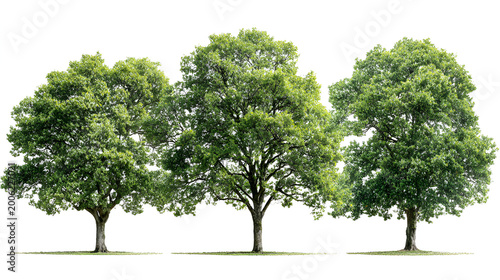 Set of 3 Quercus palustris (also called pin oak, swamp oak, or swamp Spanish oak) frontal set street trees isolated in sunny daylight on a white background background perfectly cutout 