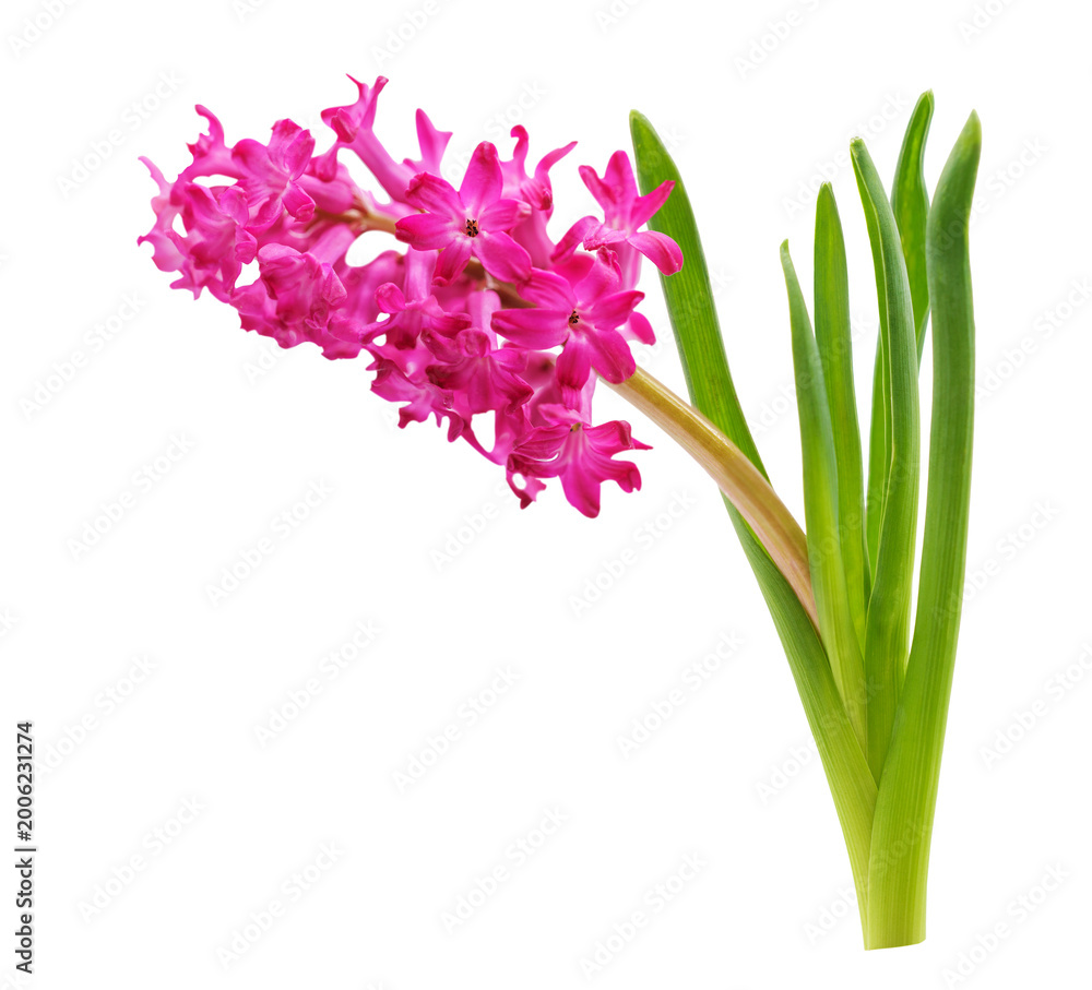 Fototapeta premium red hyacinth flower with leaves isolated on transparent background