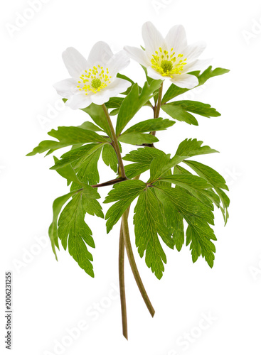 Close up of wild white anemone flowers isolated on transparent background. Anemone nemorosa