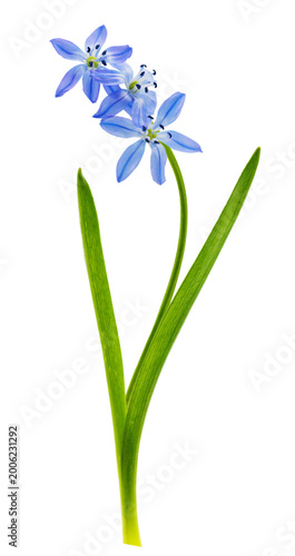 Close up of blue scilla flowers isolated on transparent background, scilla siberica