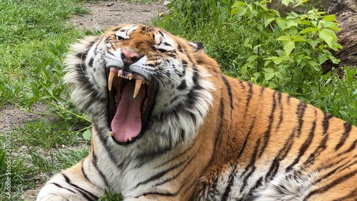 Tableau sur toile An Amur tiger or Siberian tiger (Panthera tigris tigris) rests in the green grass