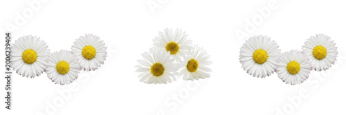 Schilderij op canvas Set of Three Clusters of White Daisy Flowers Isolated on White Background, Fresh