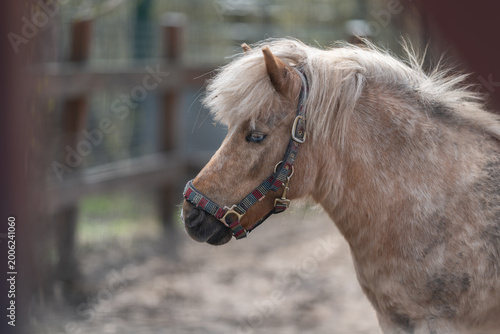 Φωτογραφία Tranquil equine image with fence