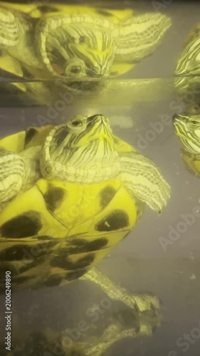turtle life in an aquarium