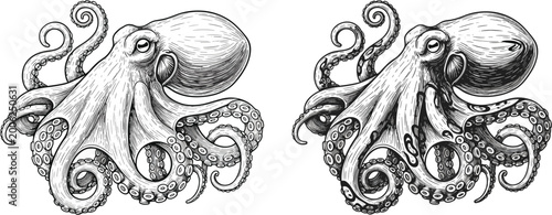 Bild auf Leinwand Vintage Engraved Octopus Illustration Collection With Detailed Tentacles Marine