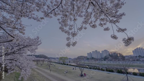 영주 서천 벚꽃길 야경 HDR 타임랩스, 봄밤 강변 벚꽃 가로수와 불빛 풍경
