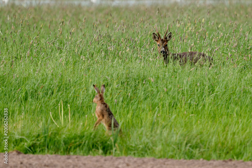 Obraz na płótnie roe deer buck with a hare