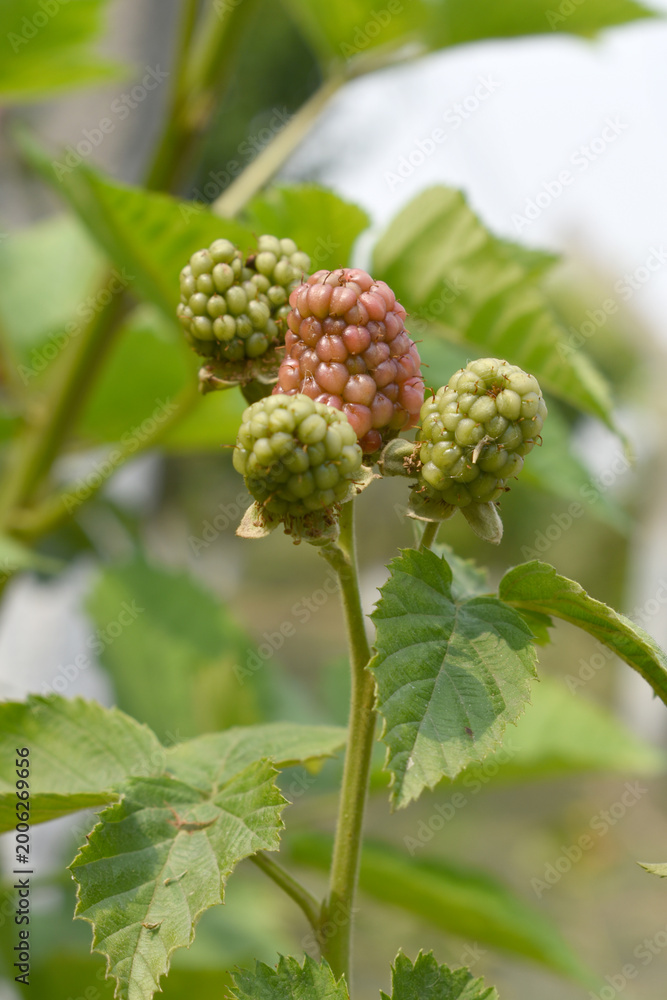 Obraz premium Natural food - fresh unripe blackberries in a garden. Bunch of unripe blackberry fruit, Rubus fruticosus - on branch with green leaves on a farm. Closeup, blurred background. Chakwal, Punjab, Pakistan