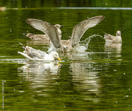 juvenile Caspian gull (Larus cachinnans) landing on water
